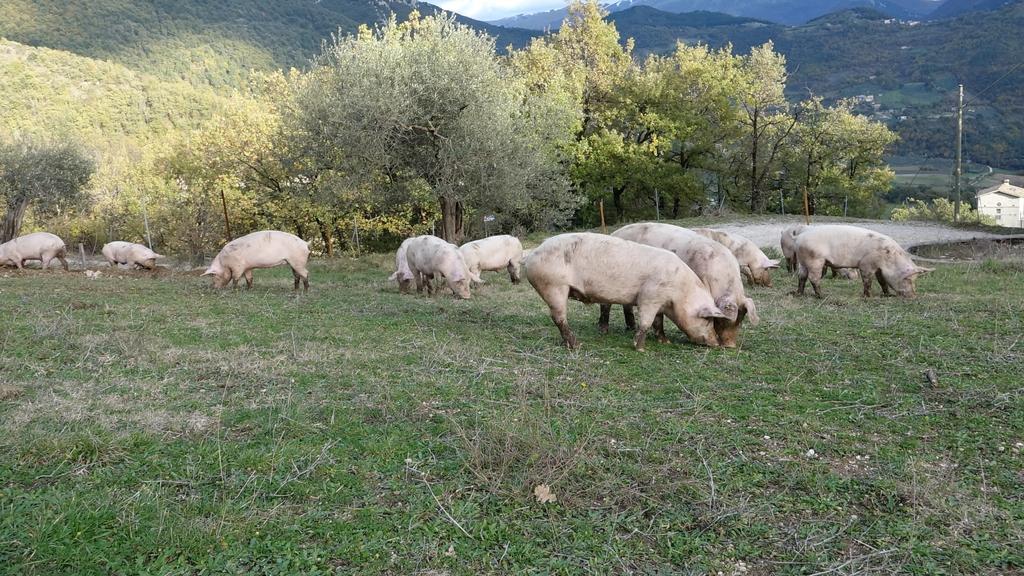 Valle Del Belvedere Spoleto Kültér fotó